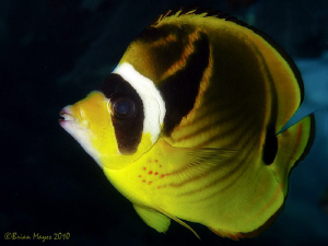 The 'Zorro' of Butterflyfish. ;-) by Brian Mayes 